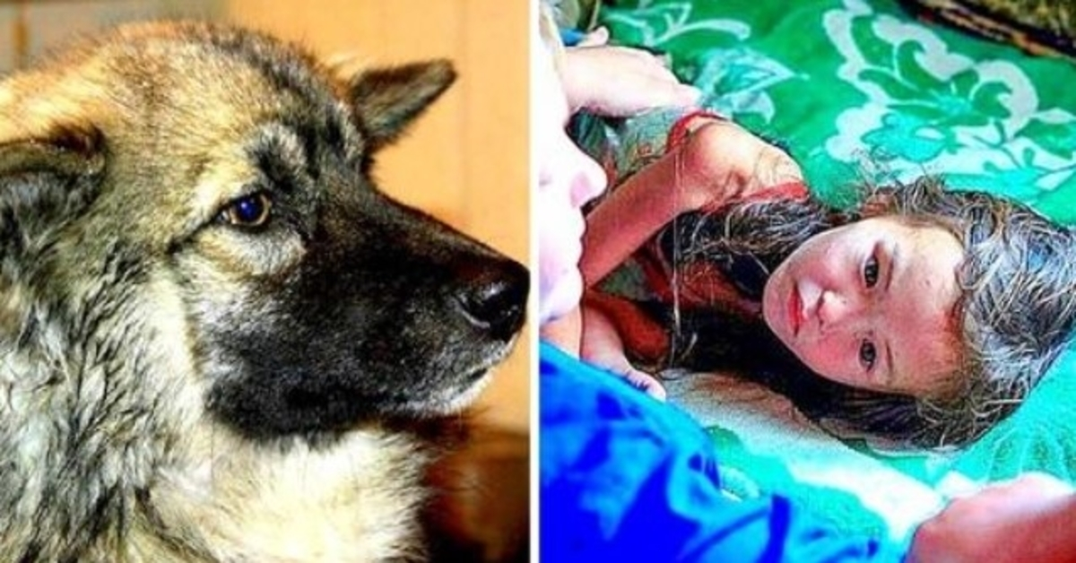 Trofast hund holdt tabt 3-årig i live i 12 dage i den vilde sibiriske vildnis