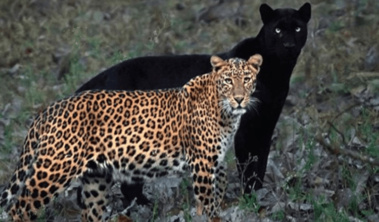 Fotograf tager et utroligt billede af par af leopard og sort panter