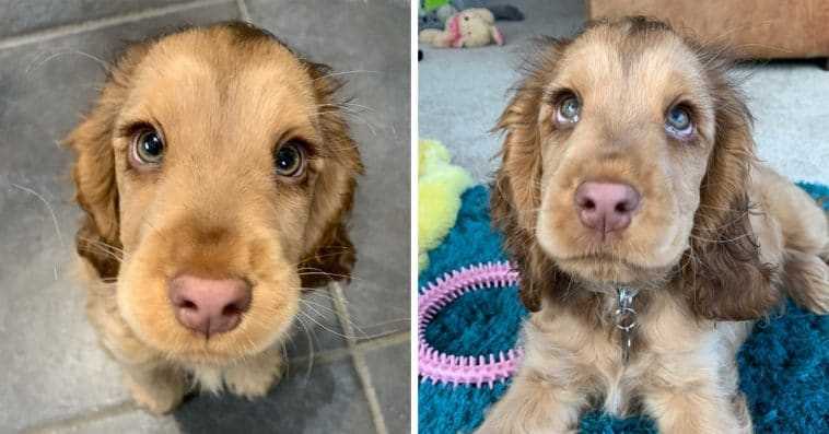 Mød Winnie, Cocker Spaniel med de smukkeste øjne i verden